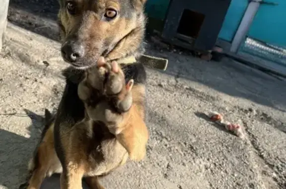 Найдена собака на Набережной, 100