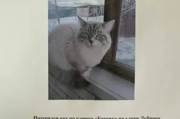 Пропал кот, ул. Дубинец, 45, Калач