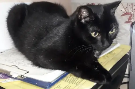 Потерянные животные Санкт-Петербург, фото: Пропала кошка: Лени Голикова, д.100