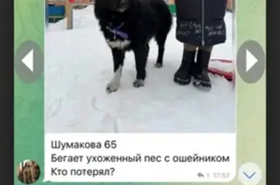 Найдена собака: Лазурная ул., 56, Барнаул