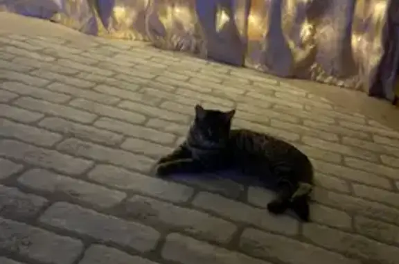 Пропала бенгальская кошка, ул. Пушкина, 24
