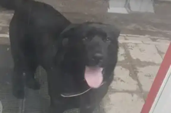 Найдена собака: Тульская ул., 16, Казань