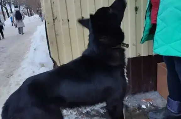 Чёрный пёс найден: Шереметевский пр-т, 117