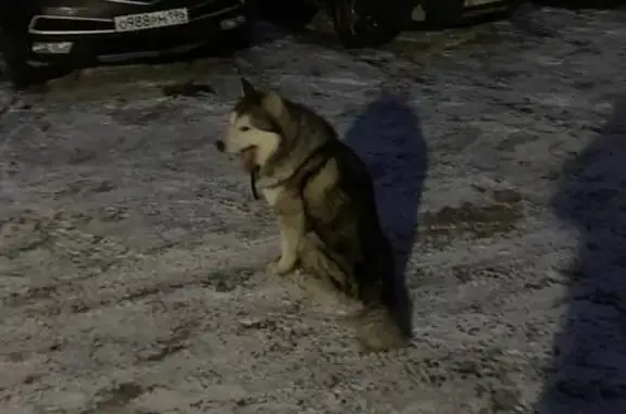 Найдена собака: Карасьеозерский-2