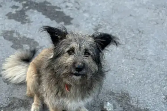 Пропала собака: ул. Поленова, Волгоград