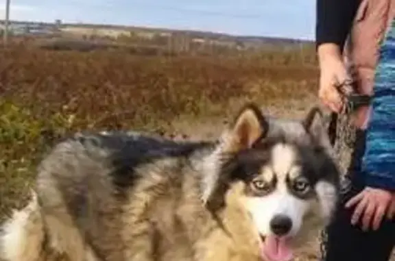 Пропала собака Дана, Чапаева, 24