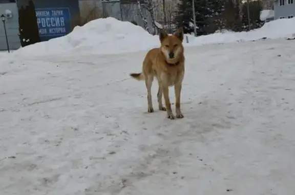 Найдена собака: Оренбургский тракт, 8