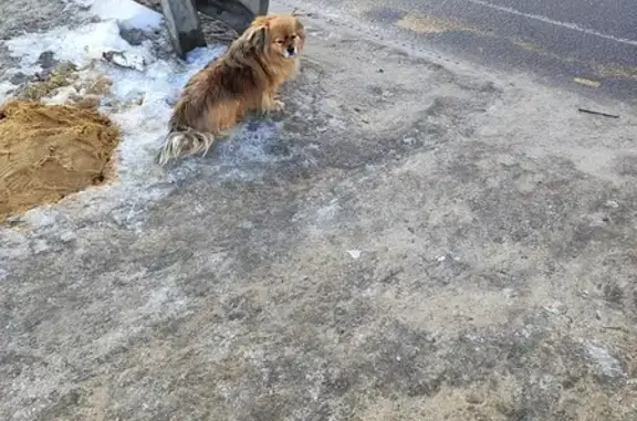 Найдена собака, ул. Антонова-Овсеенко