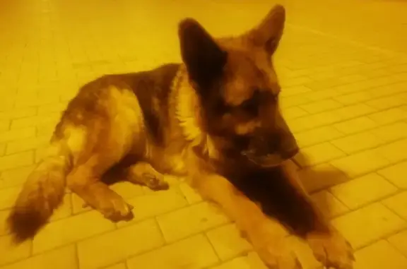 Найдена собака на пл. Ленина, Астрахань