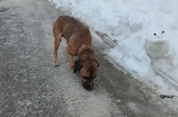 Найдена собака: ул. Гайдара, 7