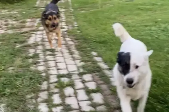 Пропали собаки: Белый и Макс, Озёрная