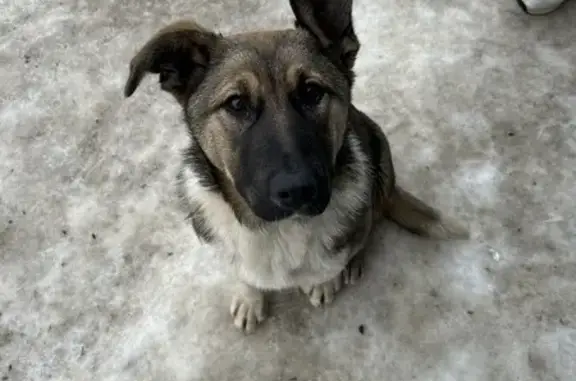 Найдена собака в Верее, Островецкое