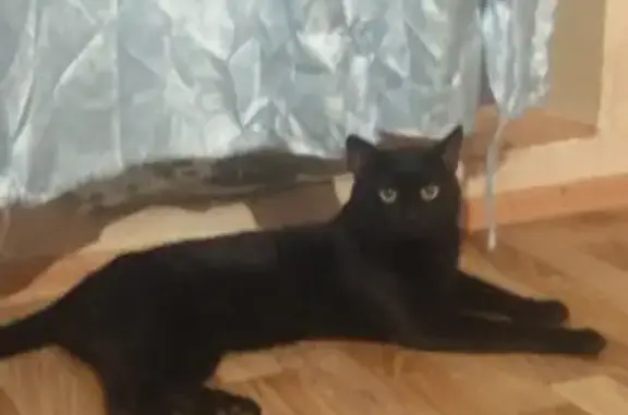 Пропал черный кот, Курская 15