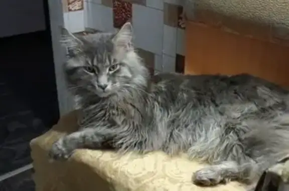 Пропала кошка: Чкалова, 34, Кудымкар