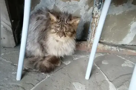 Найдена кошка, Новгородская ул., Воронеж