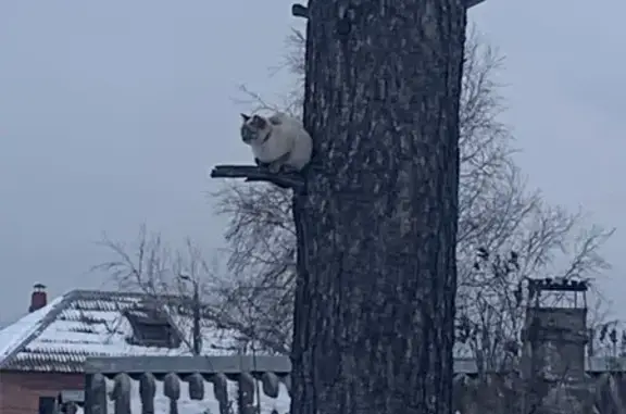 Найдена кошка: Белорусская ул., 20