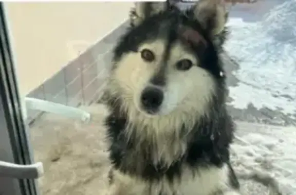 Найдена собака в Хабаровске