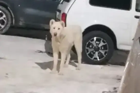 Найдена собака алабай, Камышинская, Казань