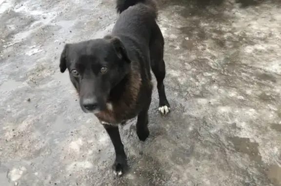 Найдена собака на Пулковском шоссе