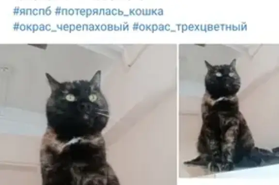 Пропала кошка, ул. Пилотов, СПб