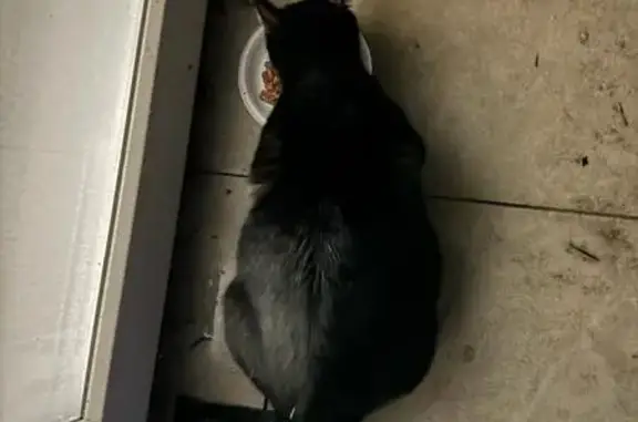 Беременная кошка в Иннолово ищет дом