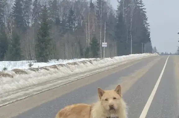 Найдена собака, 46К-0280, МО