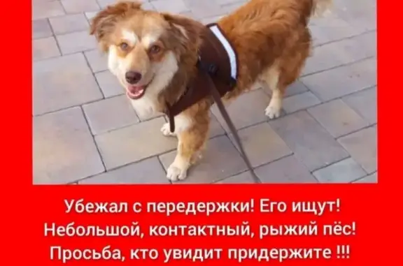 Пропал пёс Оскар, Новотитаровская!