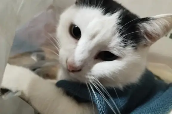 Пропала кошка: Ломоносовская, 24