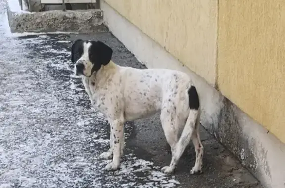 Найдена собака на Усиевича, Тюмень