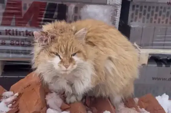 Найден рыжий кот: ул. Мира, 144, Казань