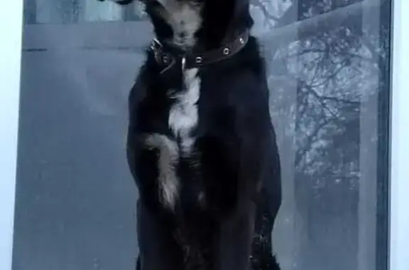Черный пес найден: С.Разина, 107 б