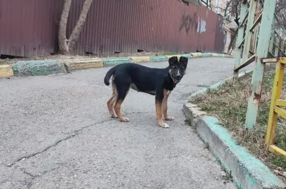 Найдена собака ул. Видова, 180