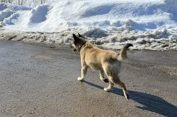 Найден пес: Новая ул., Суворов