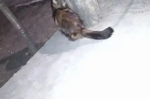 Найден пушистый кот: 2-я Краснодарская