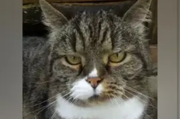 Потерянные животные Тверь, фото: Потерялся серый кот, Тверь, 47