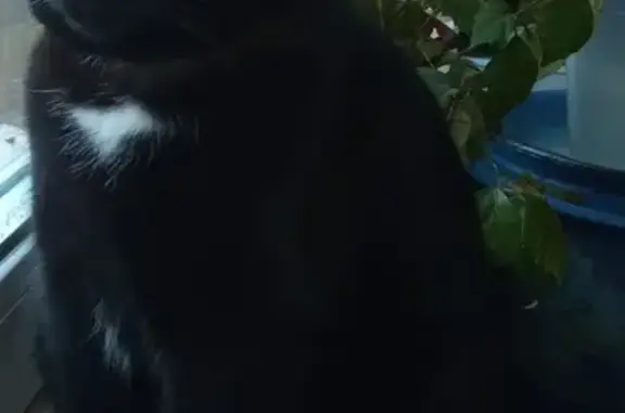 Пропал чёрный кот: 1-я Комсомольская, 9