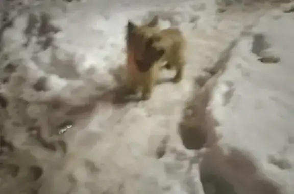 Найдена собака: Новоясеневский пр-т, 24
