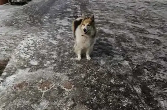Найдена собака: Ясная ул., Кузнезово