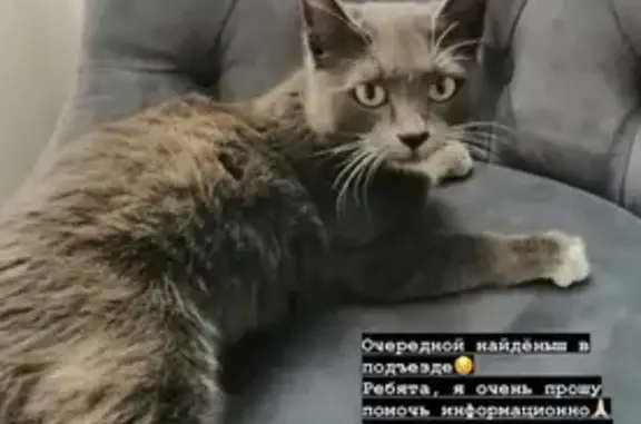 Кошка найдена: Союзная ул., 90