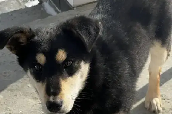 Найдена собака в Фирсово, ЖК Палитра