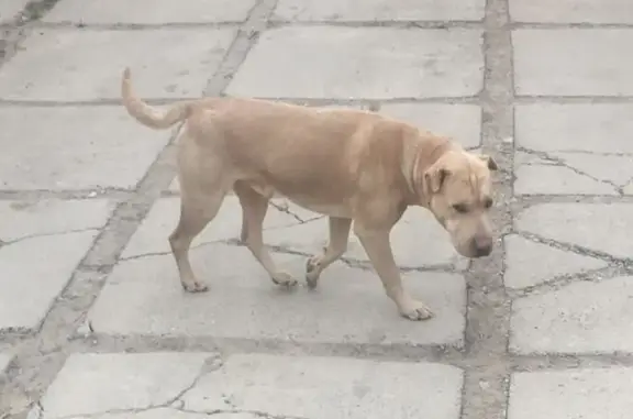 Найдена собака ул. Осоавиахима, Новороссийск