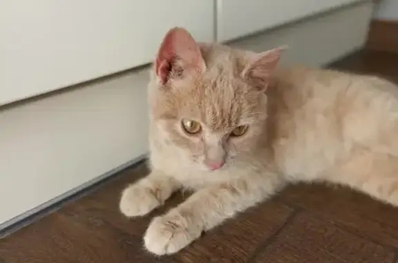 Найден котенок: ул. Грибоедова, 1, Ялта