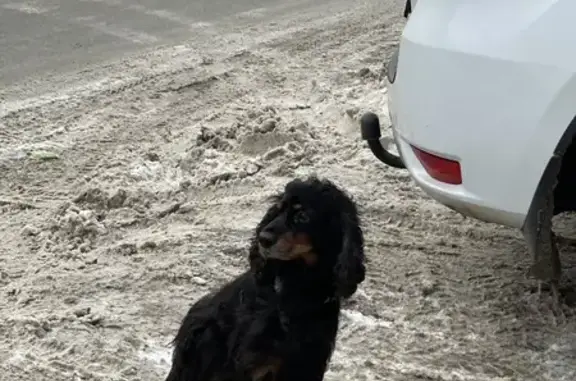 Найдена собака: Комсомольский, 44