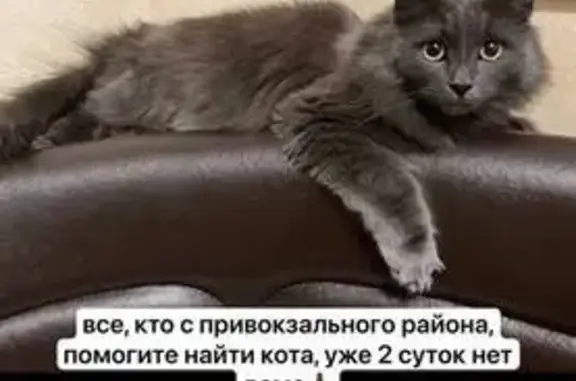 Пропала кошка: Дзержинского, 9