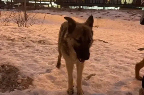 Найдена собака на ул. Мельникова, 7 с1