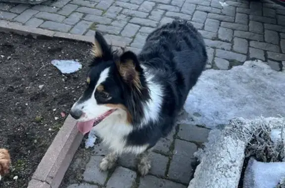 Найдена собака: МКАД, 25км, Москва