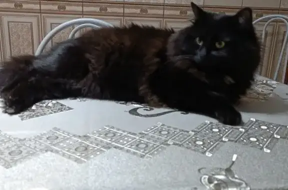 Кошки потеряшки, Ижевск, фото: Потеряшка кот: пер. Азина, Ижевск