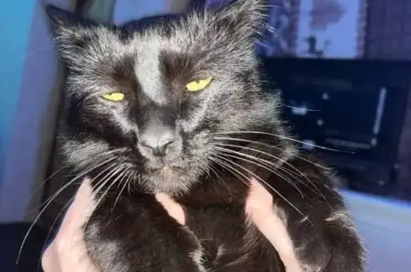 Пропала черная кошка: Чапаева, 124