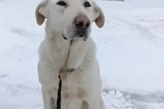 Найдена собака: Центральная, Колонтаевка