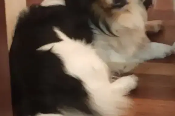 Собаки потеряшки, Москва, фото: Потеряшка собака, Тихвинский пер., 11